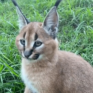 cat.gif