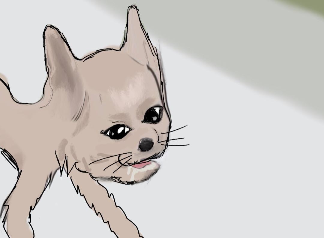 cat.jpeg