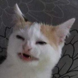 cat.jpg