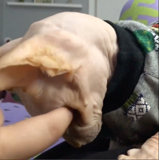 cat.png