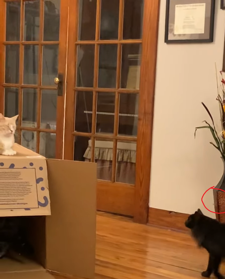 cat.png