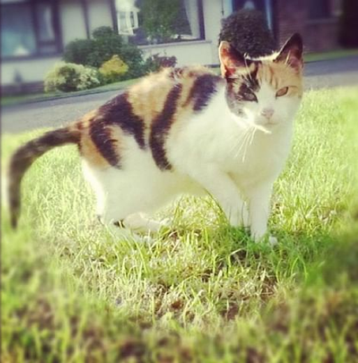 cat.PNG