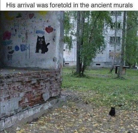 cat.png