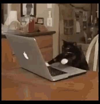 cat typing.gif