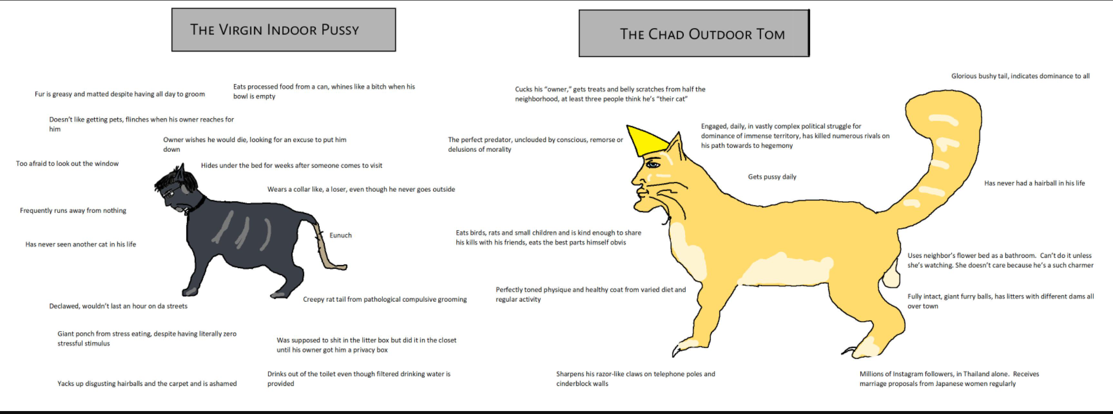Catcomp.PNG