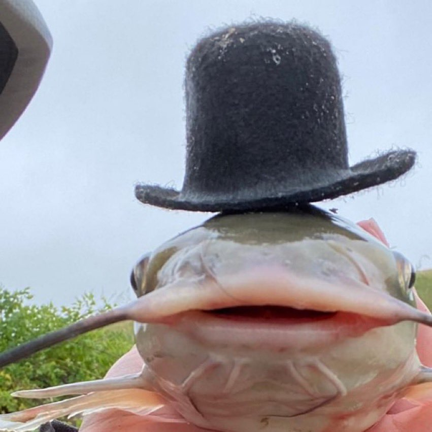 catfish.png