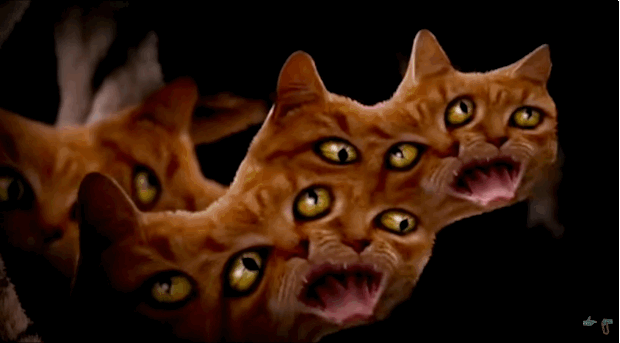catPartay.gif