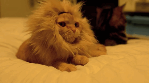 cats.gif