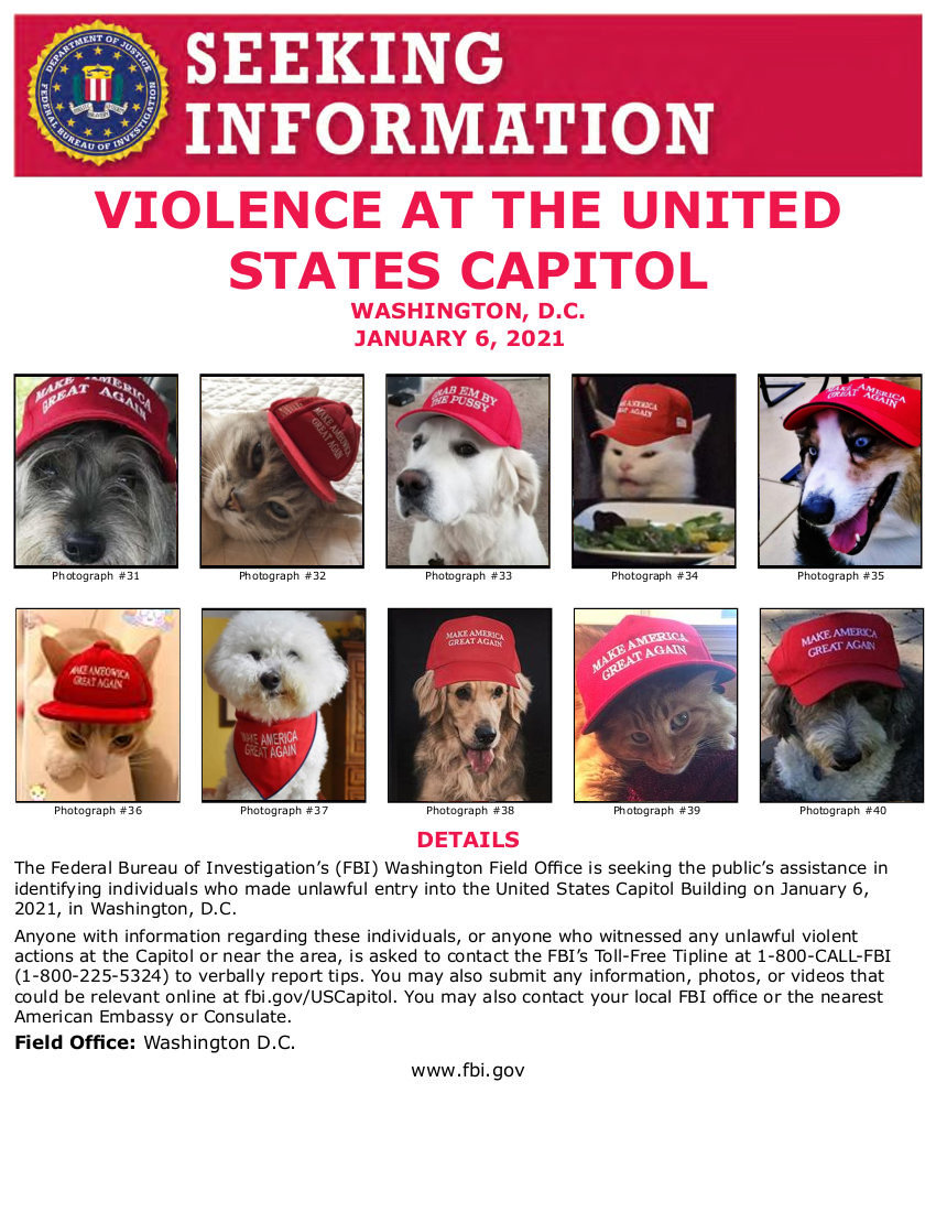 catsndogs.jpg
