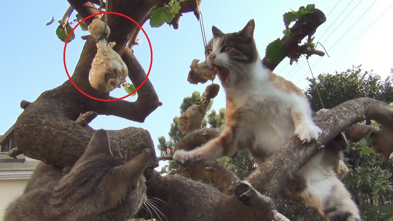 catstix.jpg