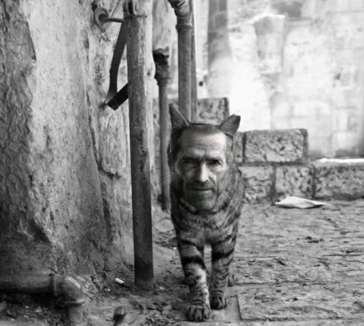 chad-cat.webp