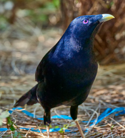 chadbowerbird.png