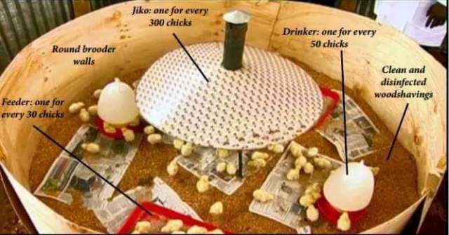 checkeen brooder.jpg