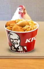 chickendinner.jpg