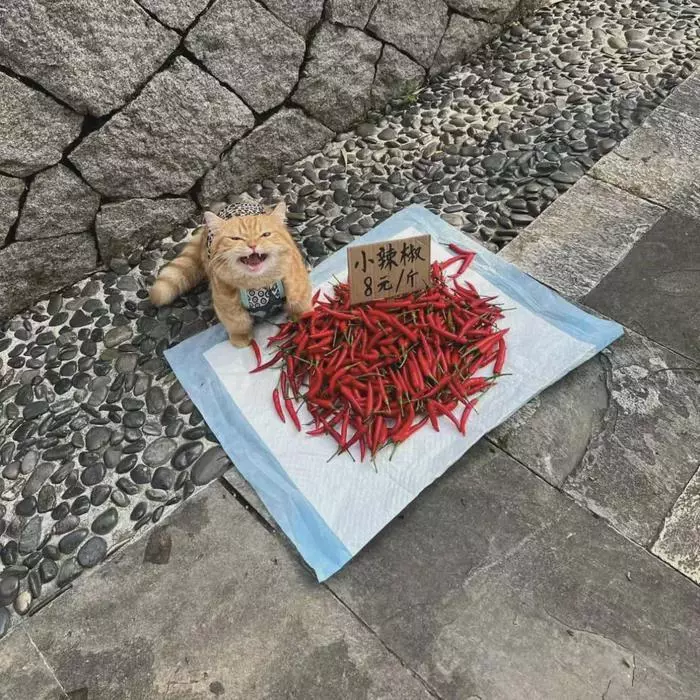 chinese cat.webp