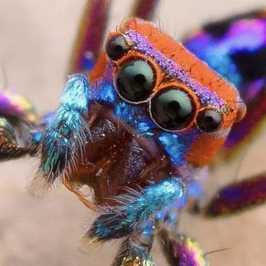 ChrysillaVolupe.webp