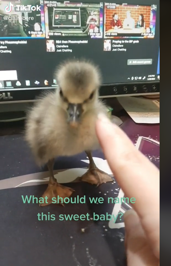 chud duck 2.png
