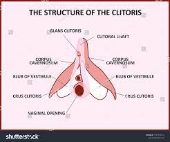 clitoris.jpeg