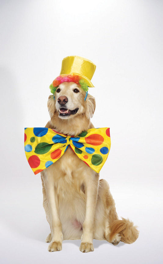 clown dog.jpeg