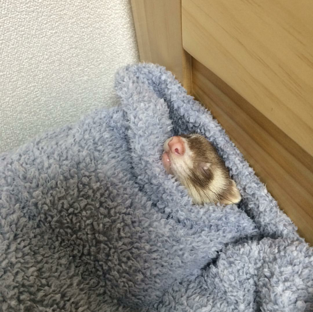comfy_long_mouse.png