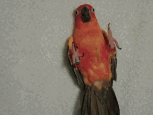 comfyTime.gif