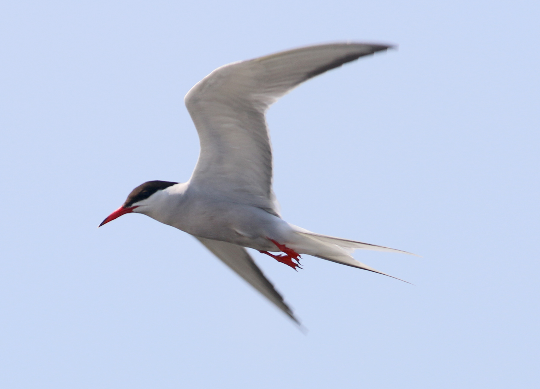 Common-Tern-outer-retrices.jpg
