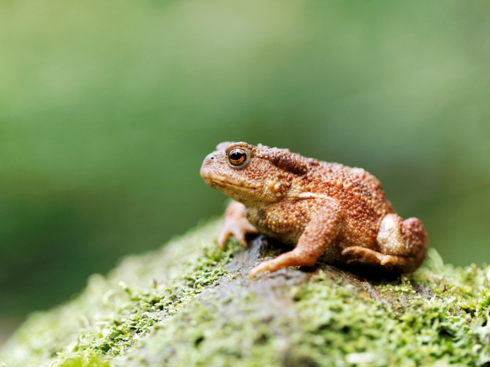 common-toad-bufo.jpg