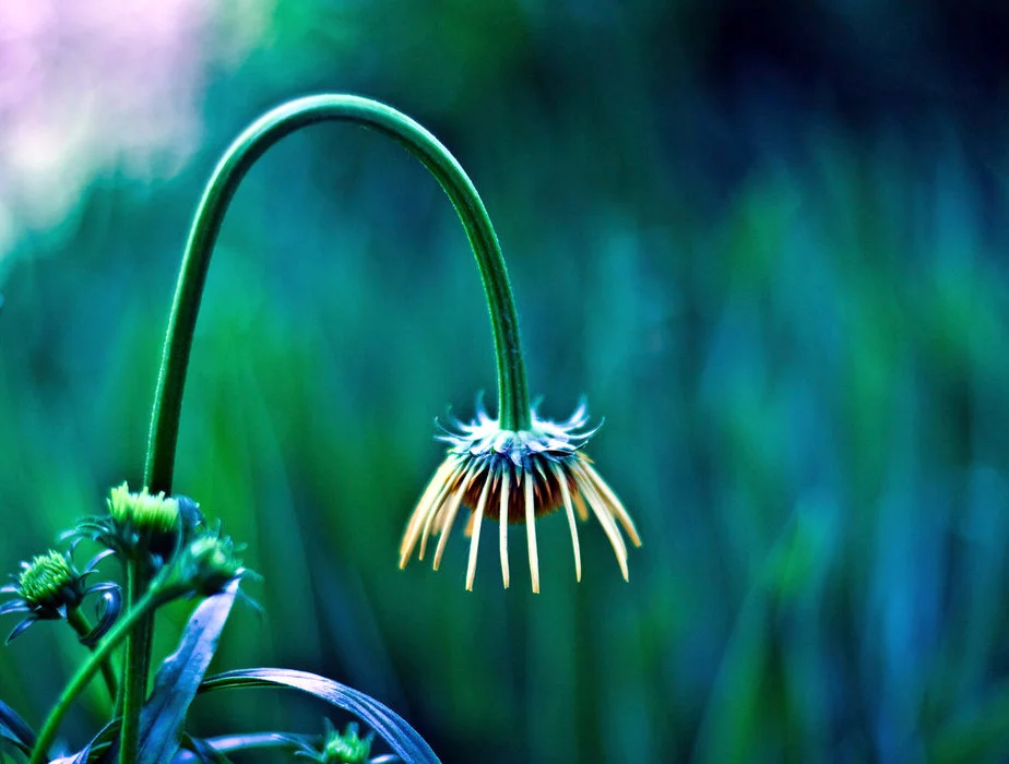 coneflower.webp