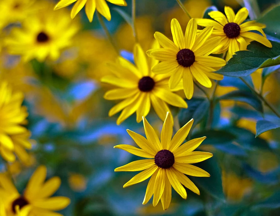 coreopsis.webp