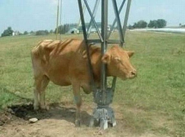 cow stuck.jpg