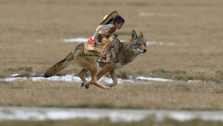 Coyote.png