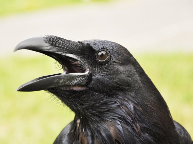 crow-1.png