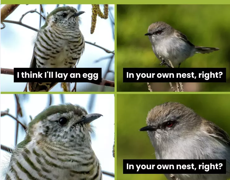 cuckoo eggs.webp