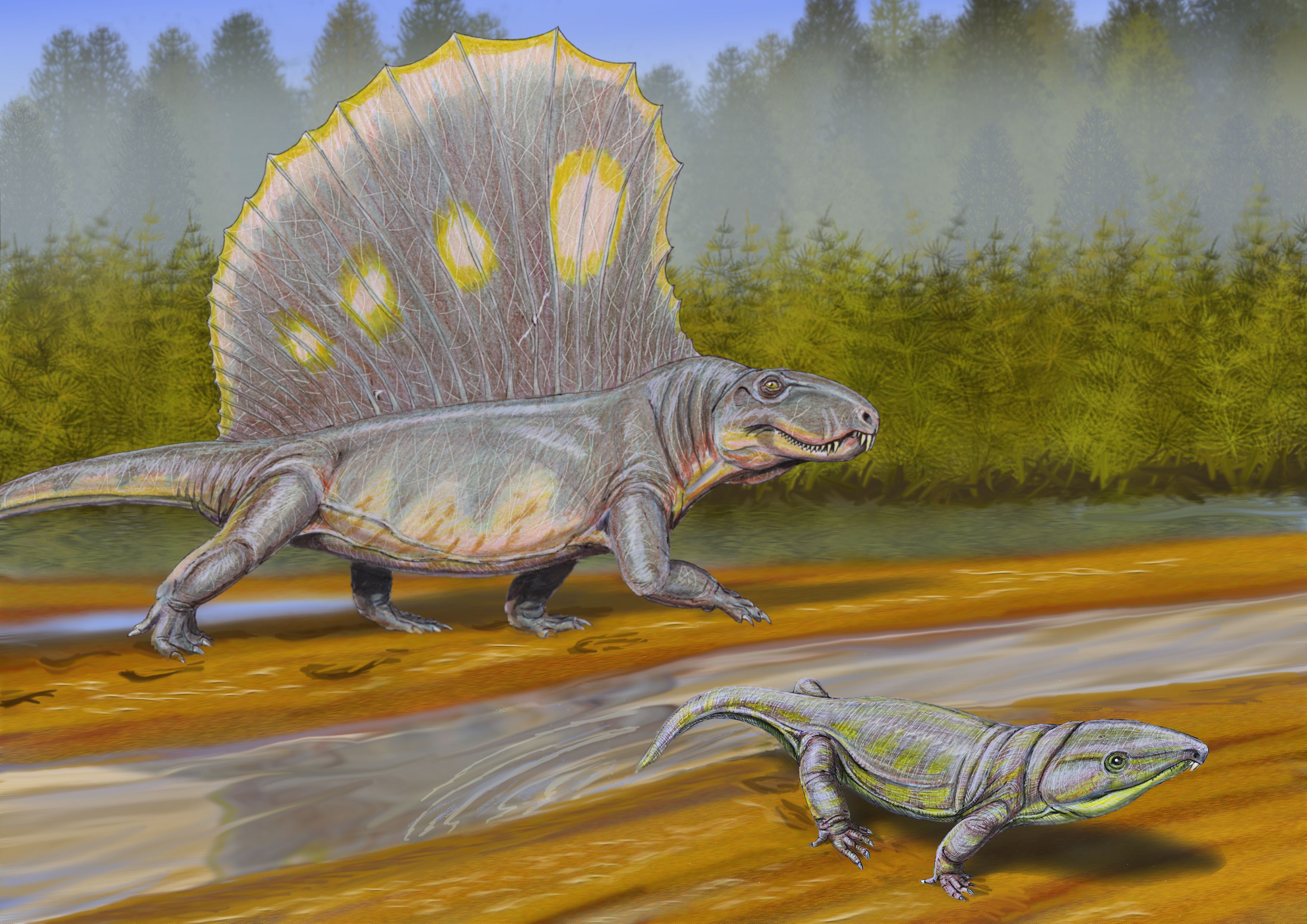 DBdimetrodon-56a254835f9b58b7d0c91d12.jpg