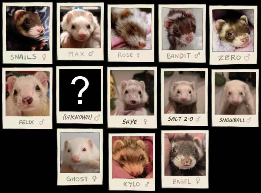 DedFerrets.webp
