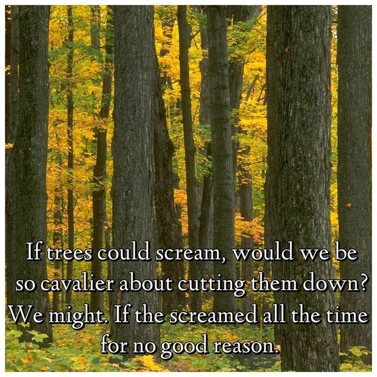 deep thoughts trees.jpg