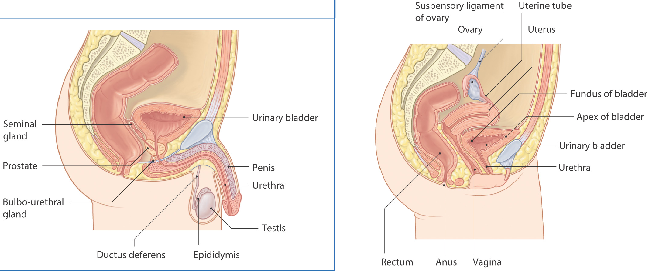diagram2 - Copy.png
