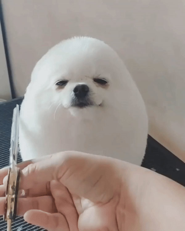 dog.gif
