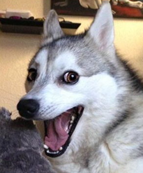 doge.png
