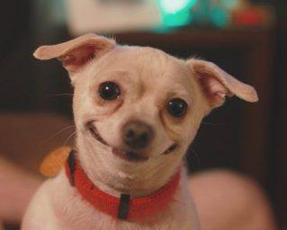 dogf.png