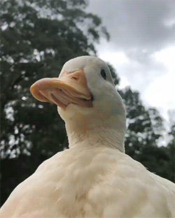 ducko.gif