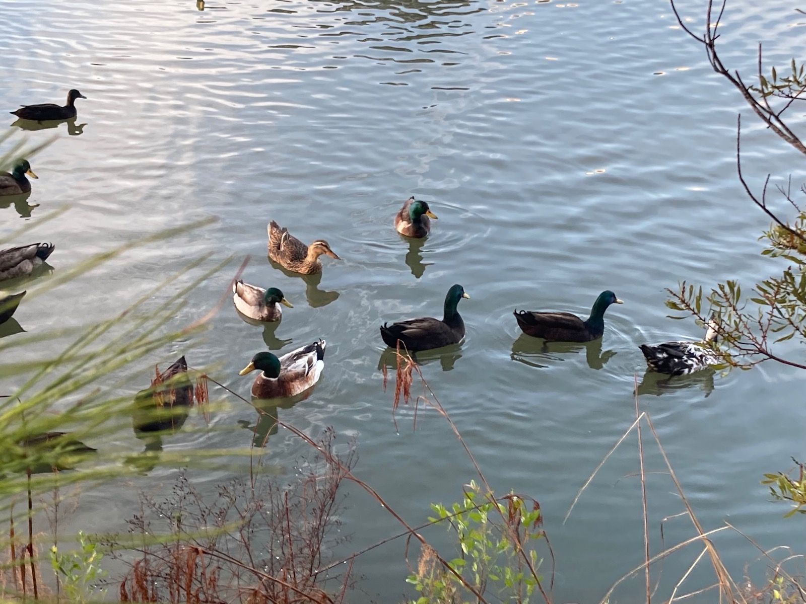 ducks.jpeg