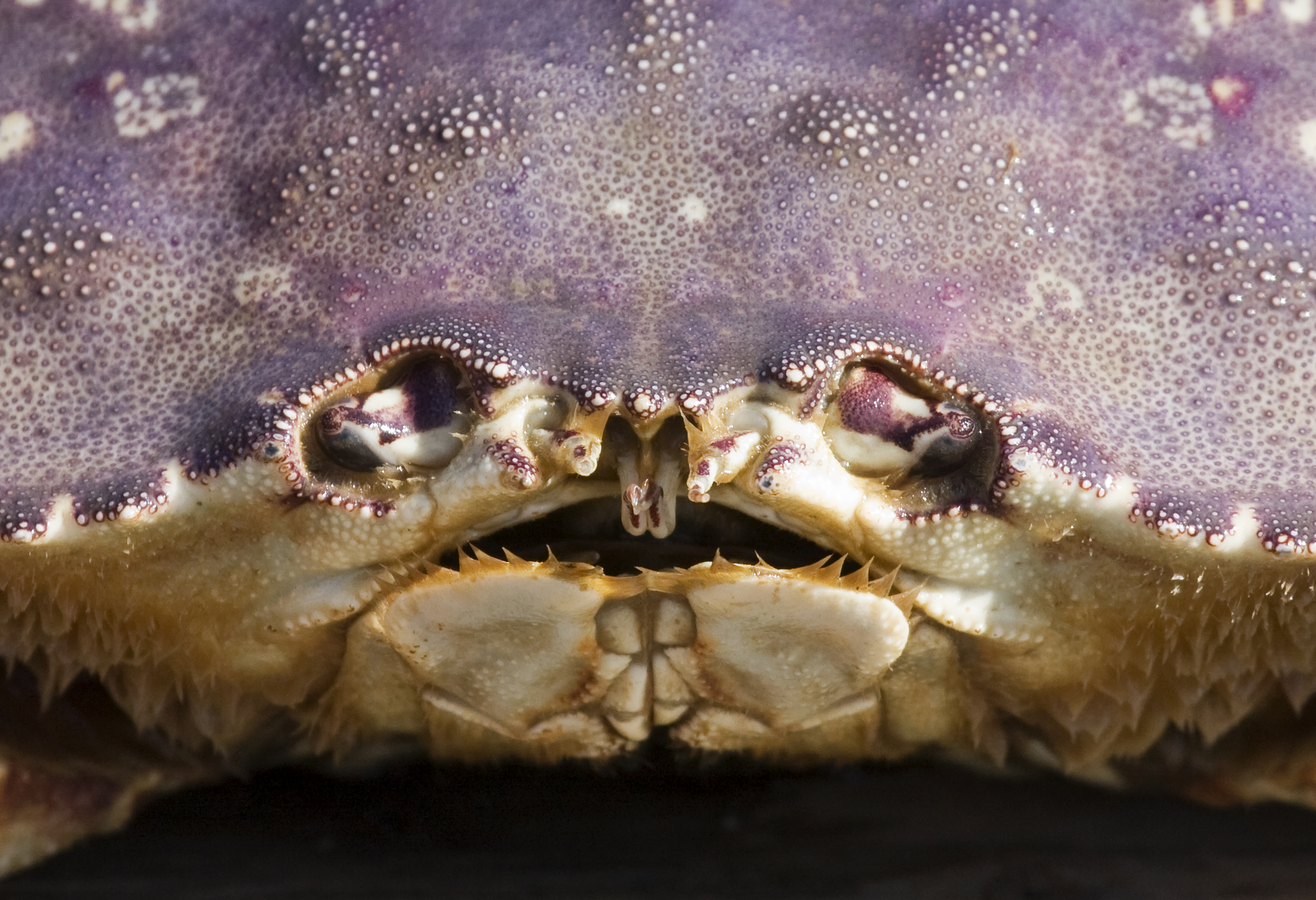 Dungeness_crab_face_closeup.jpg