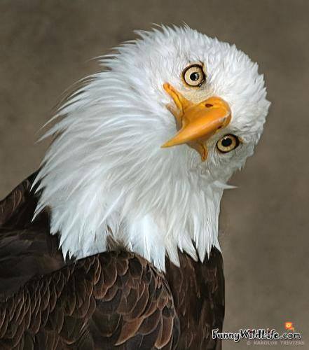 eagle perplexed.jpg