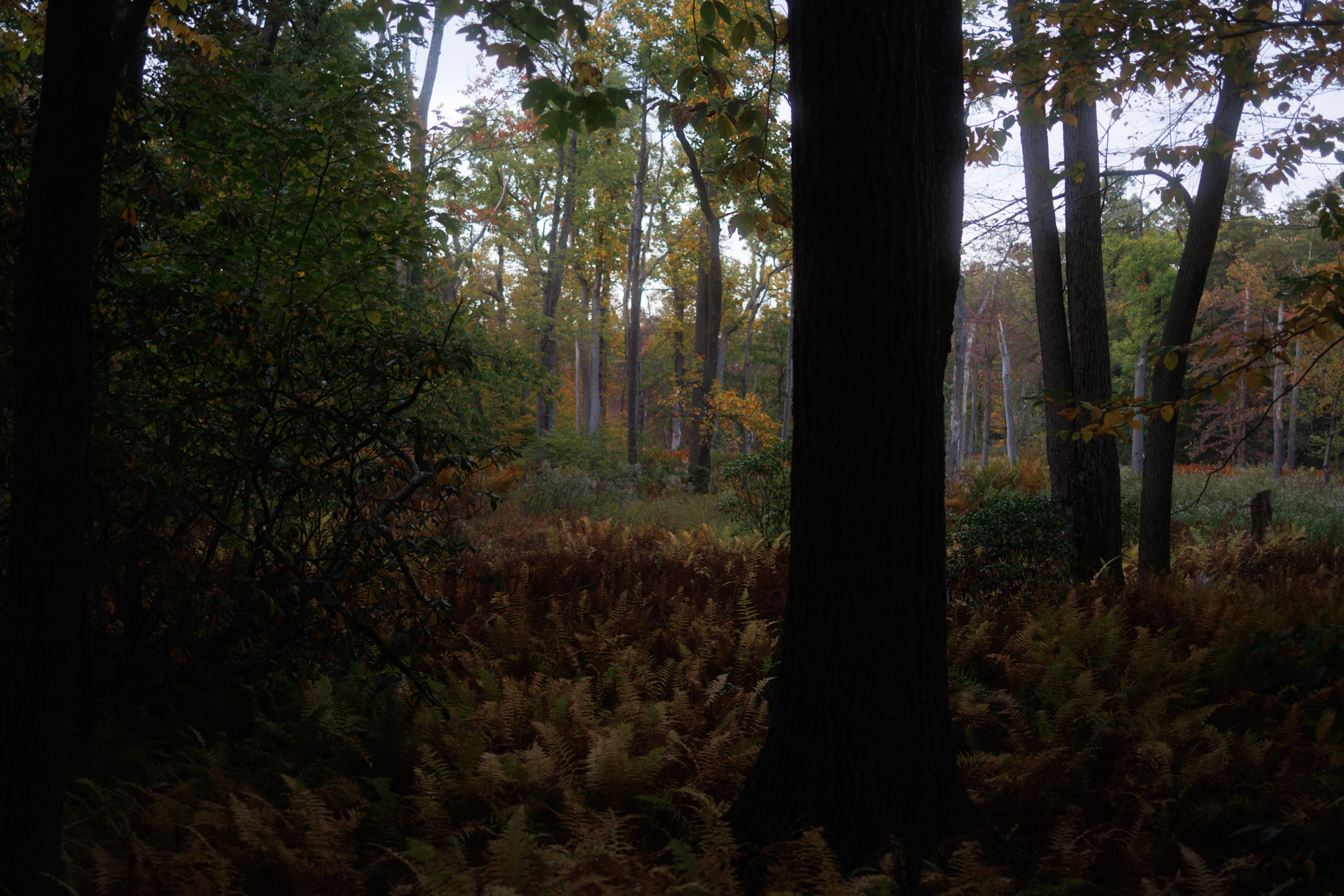earlyfallresize.jpg