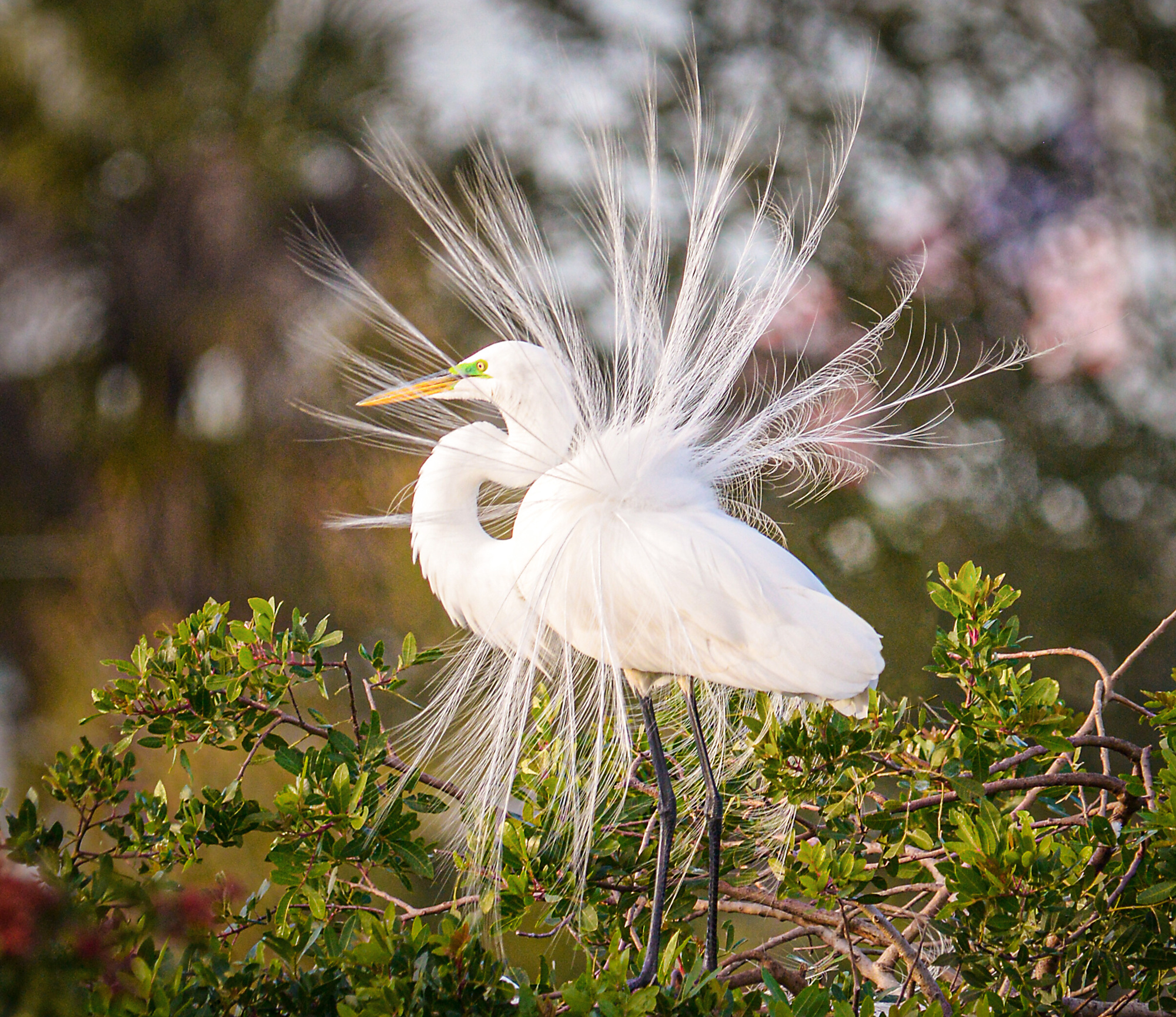 egret.jpeg
