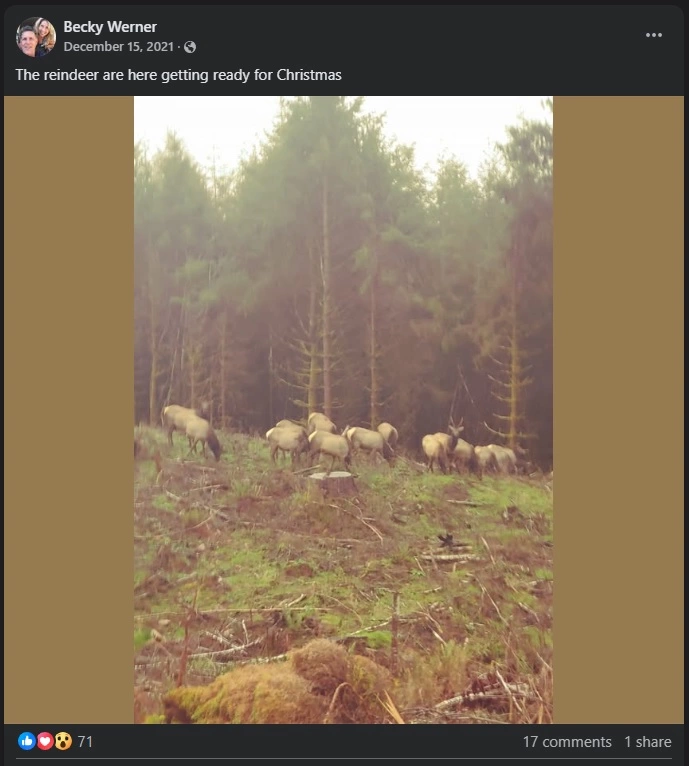 elkkingdom2.webp