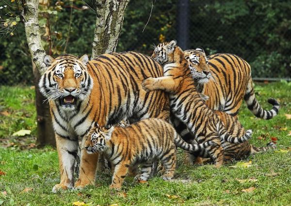 familyoftigers.jpeg