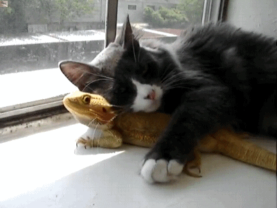 fkittylizardnt78gd31.gif