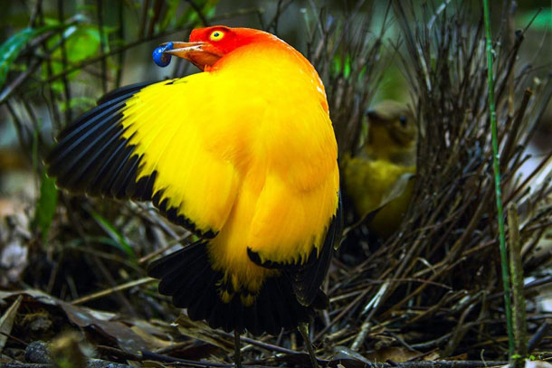 flame-bowerbird-dancing.jpg